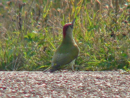 Groenespecht131005